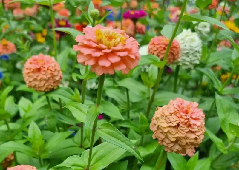 Types of Zinnias