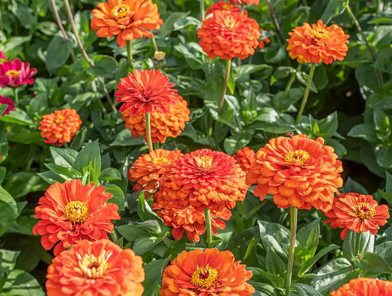 Types of Zinnias