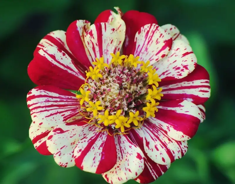 Types of Zinnias