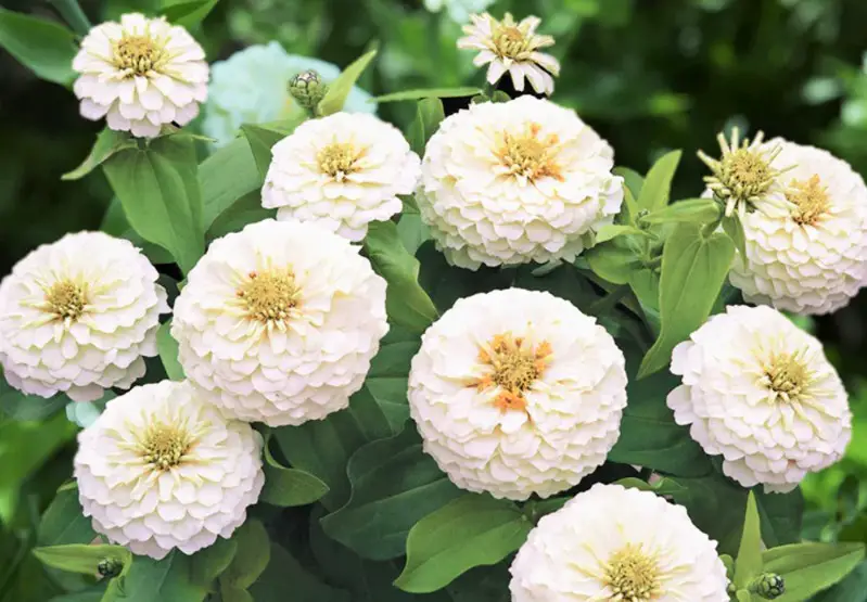 Types of Zinnias