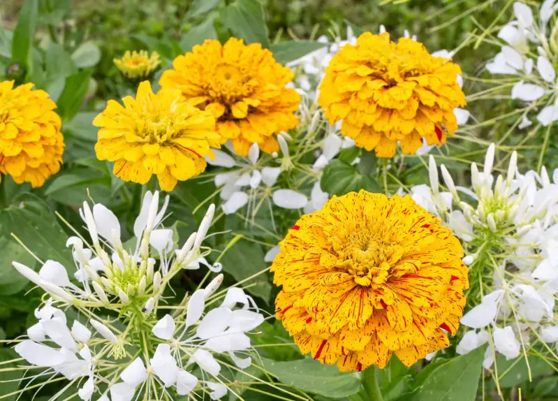 Types of Zinnias