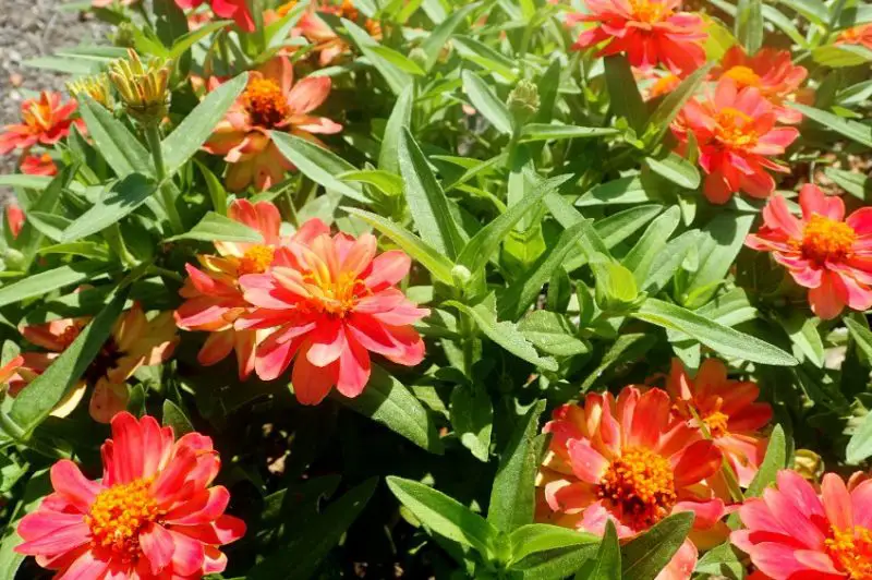 Types of Zinnias