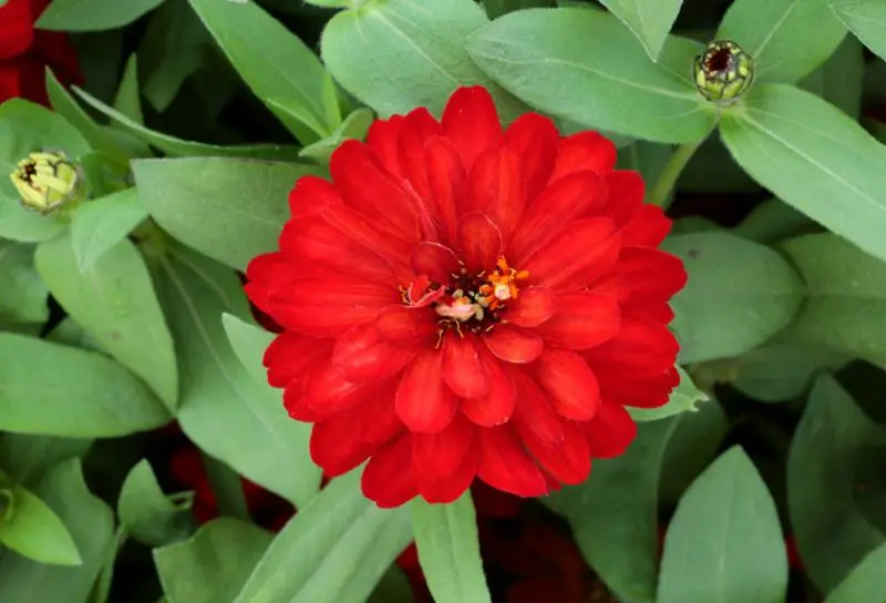 Types of Zinnias