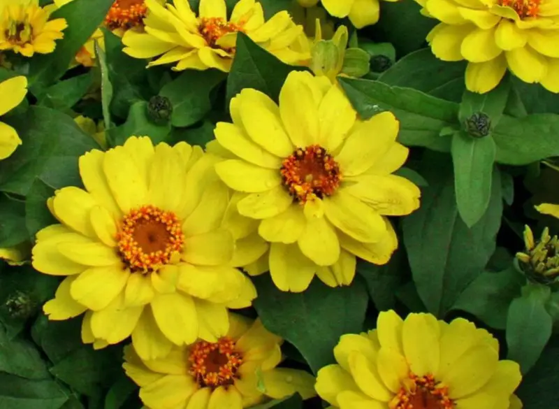 Types of Zinnias