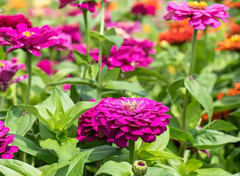 Types of Zinnias