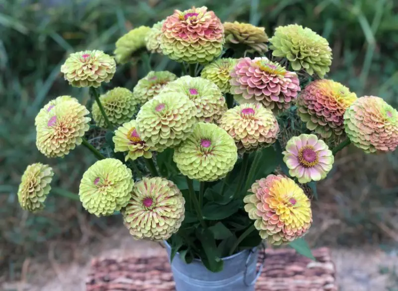 Types of Zinnias