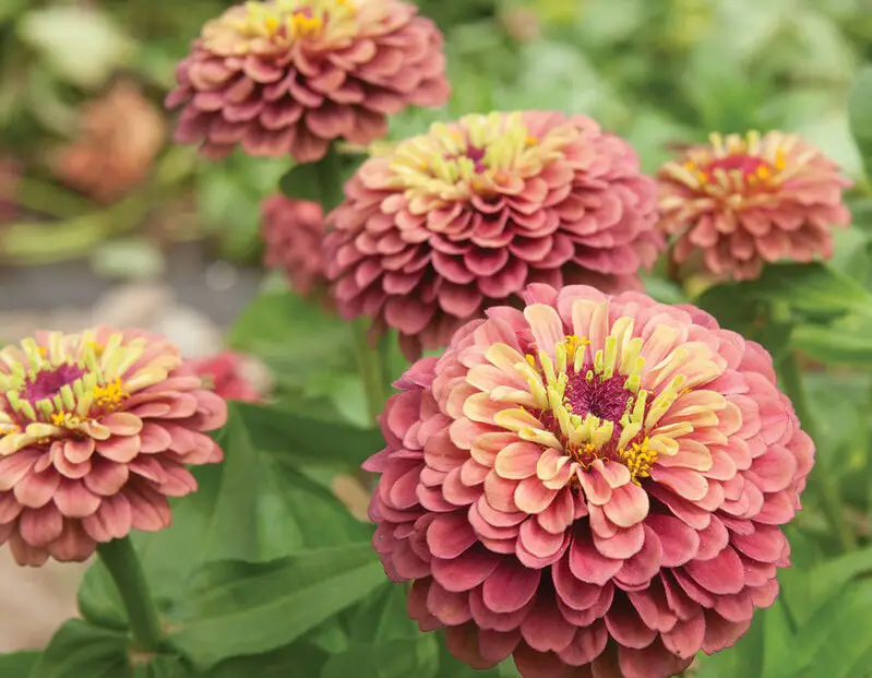 Types of Zinnias