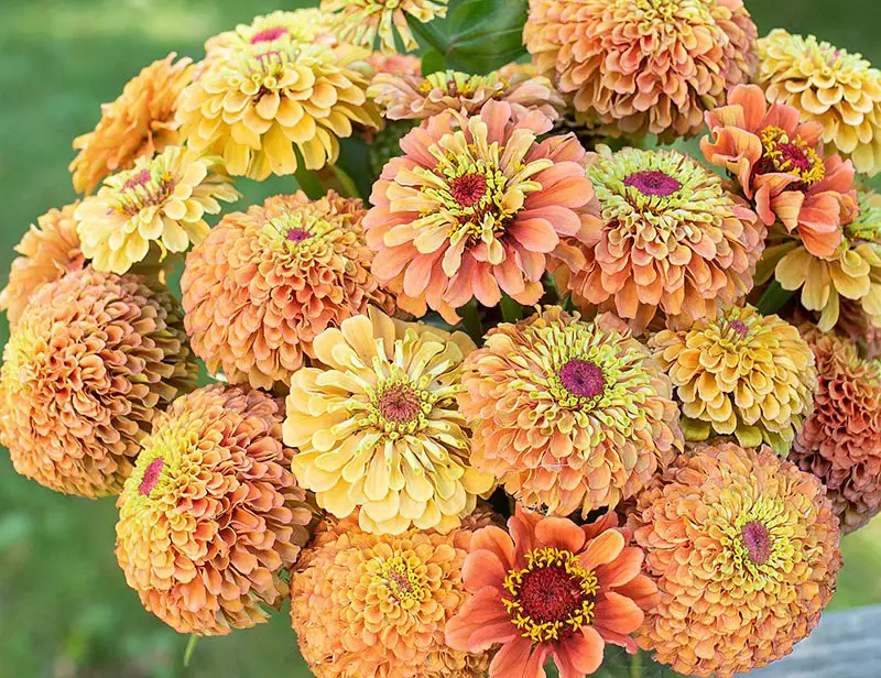 Types of Zinnias