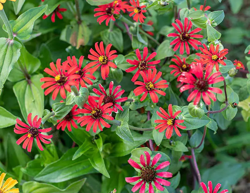 Types of Zinnias