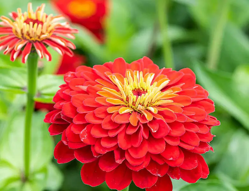 Types of Zinnias