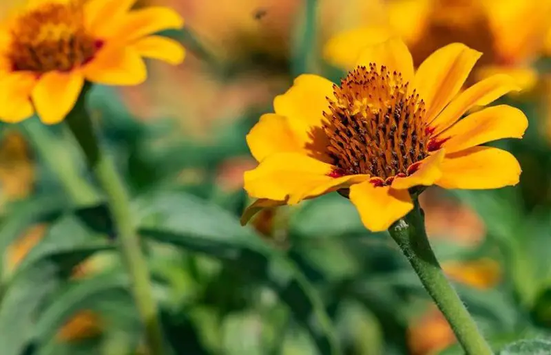 Types of Zinnias