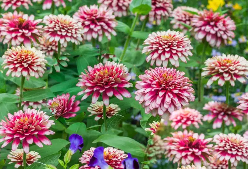 Types of Zinnias