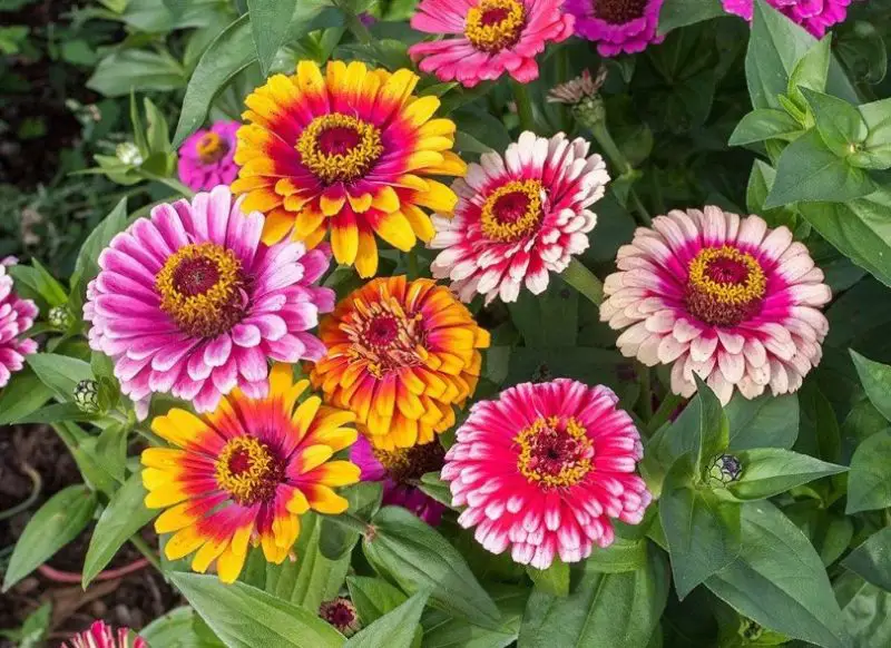 Types of Zinnias