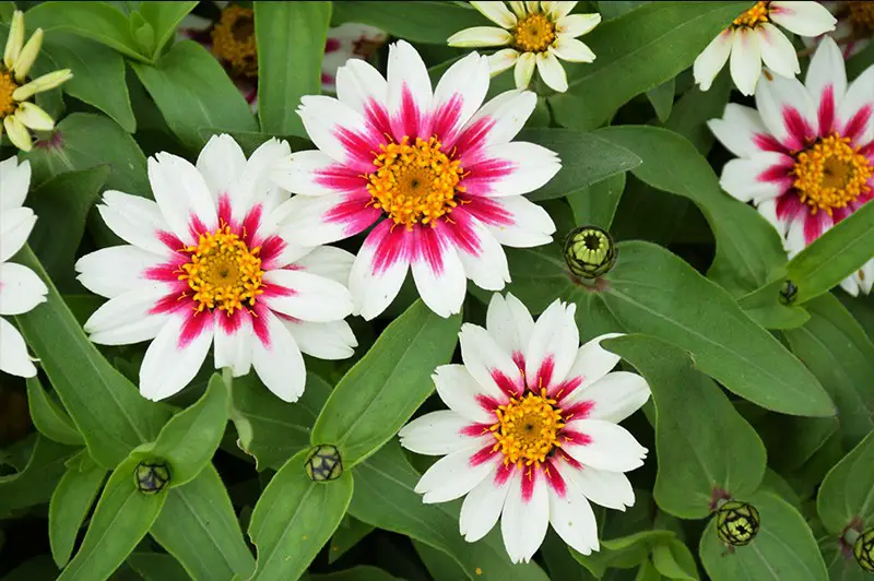 Types of Zinnias