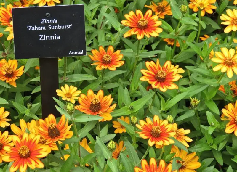 Types of Zinnias