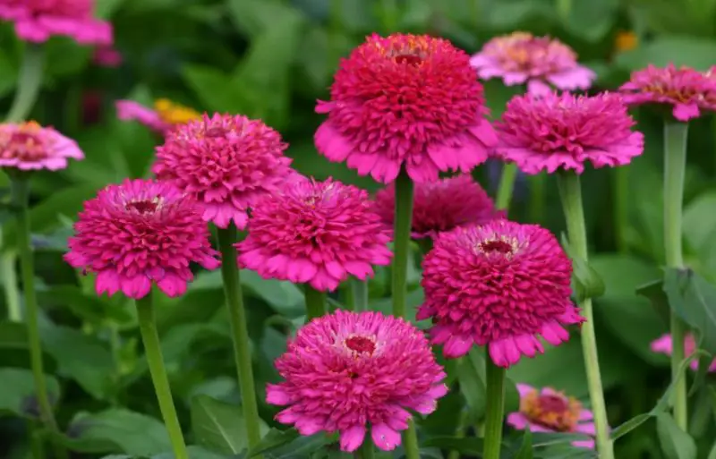 Types of Zinnias