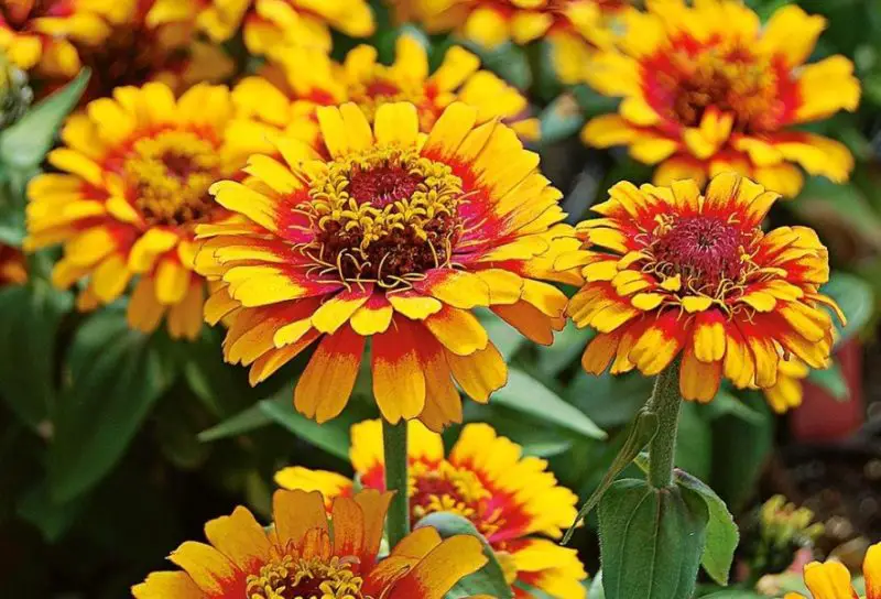 Types of Zinnias