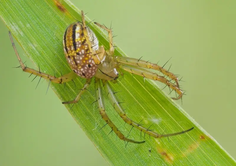 Texas Spiders