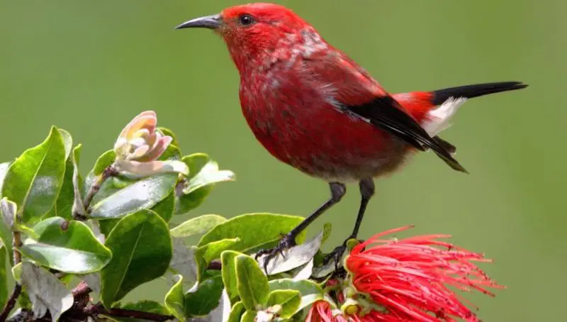 red birds