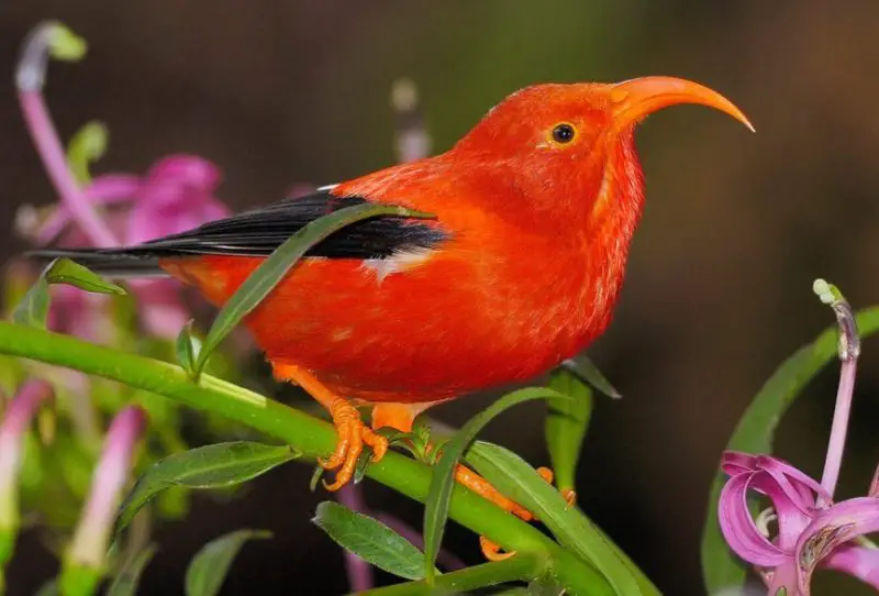 Birds with Red Heads