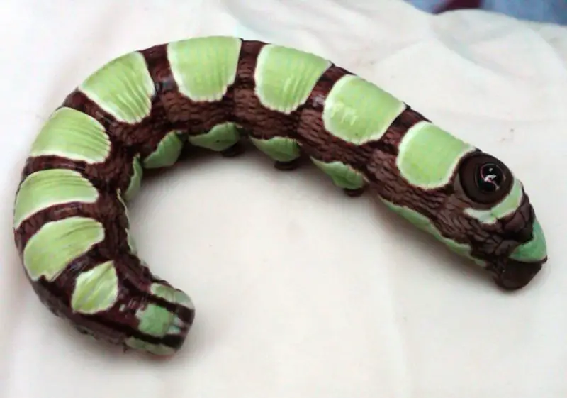 Caterpillars That Look Like Snakes