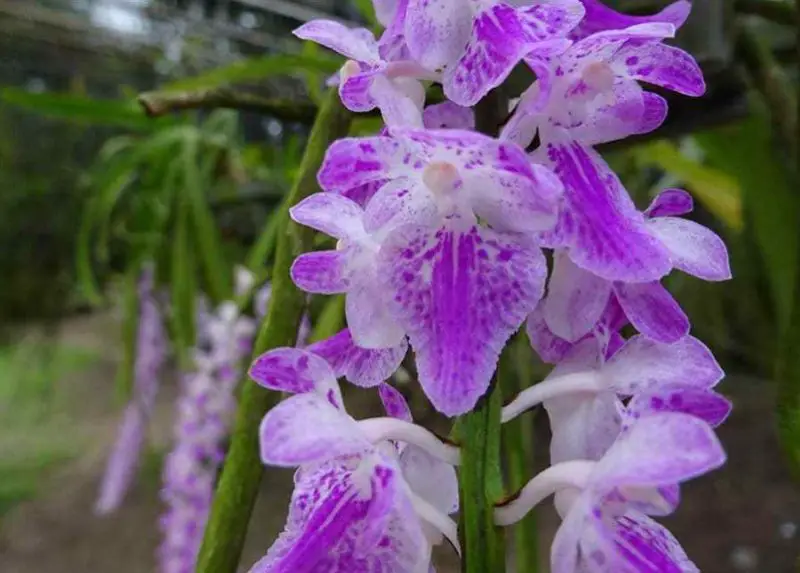 Types of Orchids