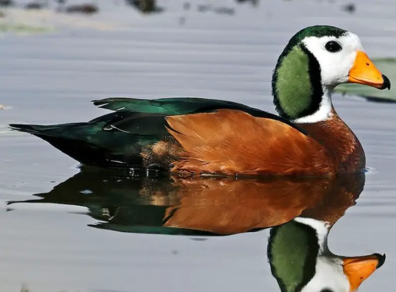 Ducks with Mohawks