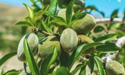 Almond Tree Care and Growing Guide (Most Detailed)