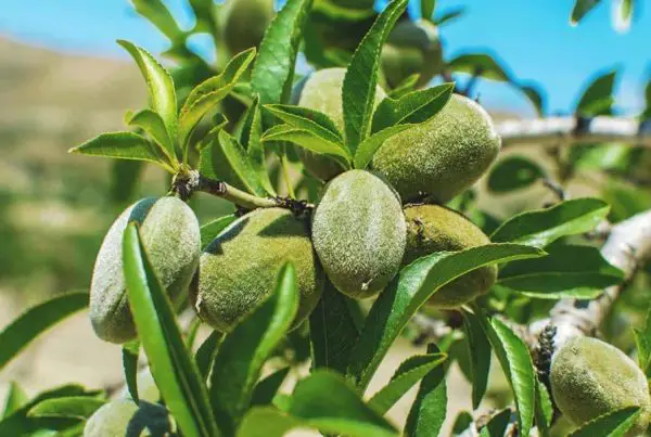 Almond Tree