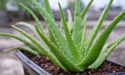 Aloe Vera Plant Care and Growing Guide (Most Detailed)