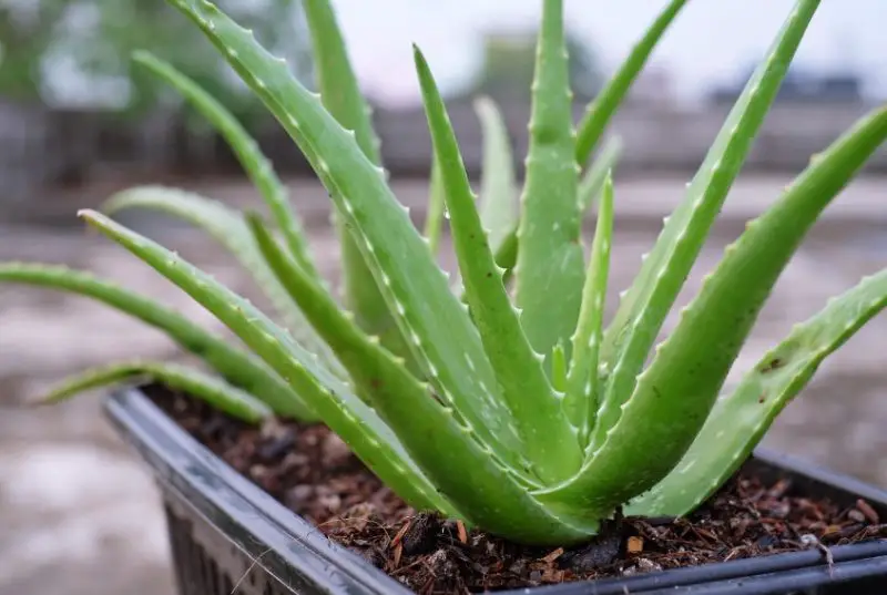 Aloe Vera Plant care