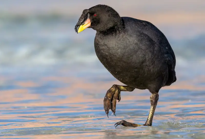 Black Birds With Yellow Beaks