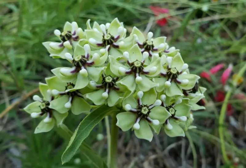 Types of Milkweed