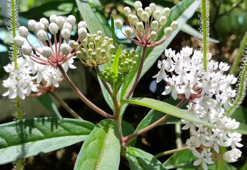 Types of Milkweed