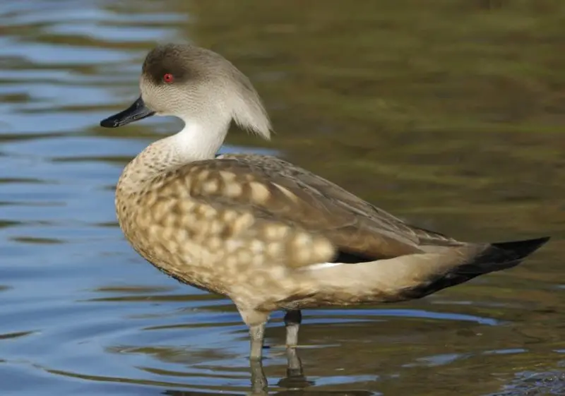 Ducks with Mohawks