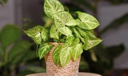 Arrowhead Plant Care and Growing Guide (Most Detailed)