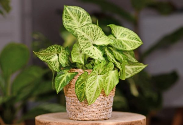 Arrowhead Plant Care