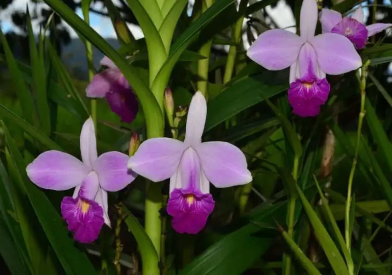 Types of Orchids