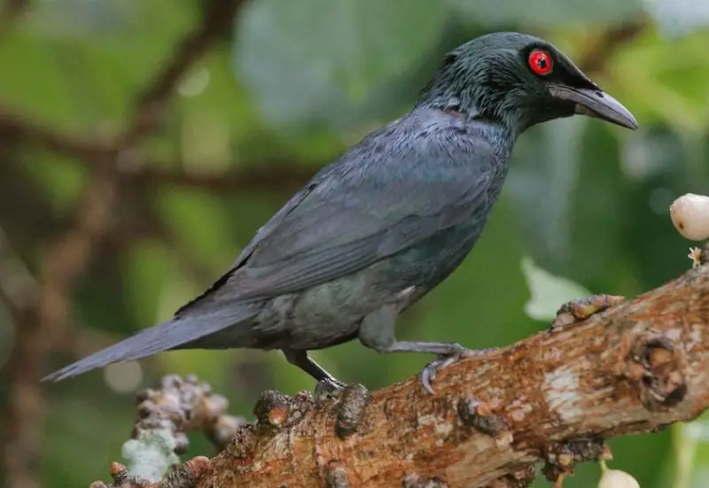 Black Birds With Blue Heads