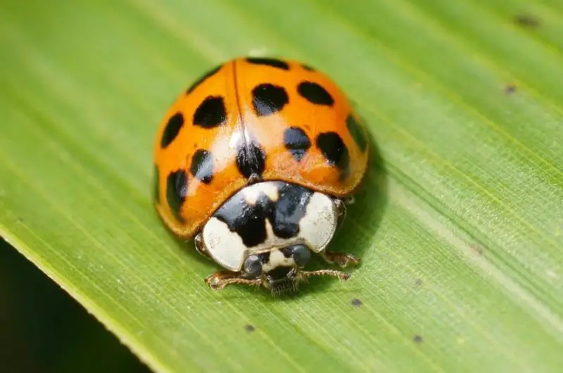 Tiny Orange Bugs