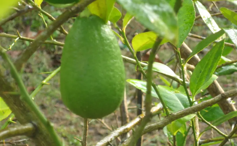 Types of Lemons