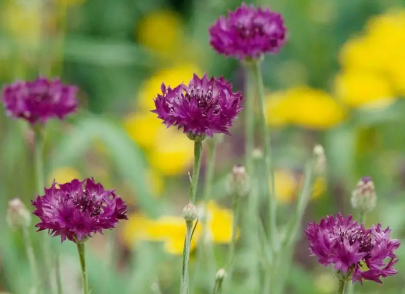 small purple flowers