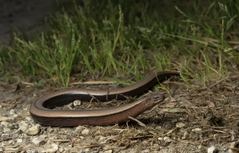 Legless Lizard