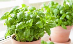 Basil Plant Care and Growing Guide (Most Detailed)