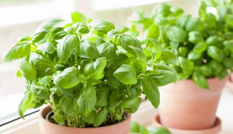 Basil Plant Care