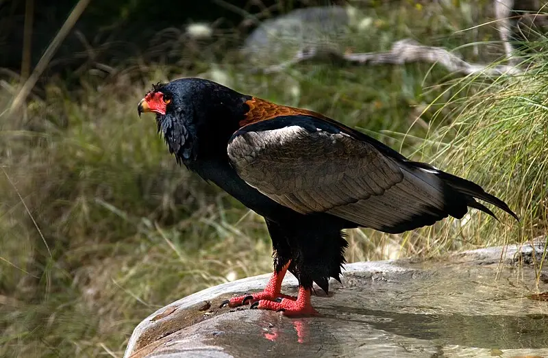 Black Birds With Yellow Beaks