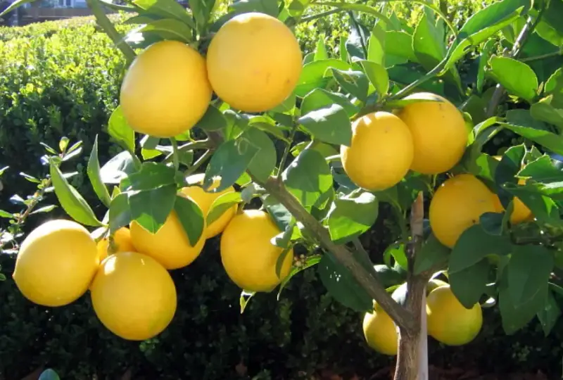 Types of Lemons