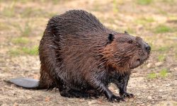 46 Different Types of Rodents (With Pictures and Identification)