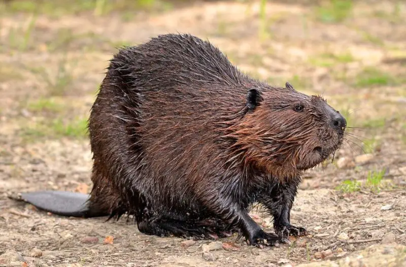 Different Types of Rodents