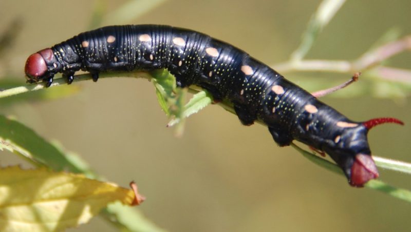 Caterpillars That Look Like Snakes